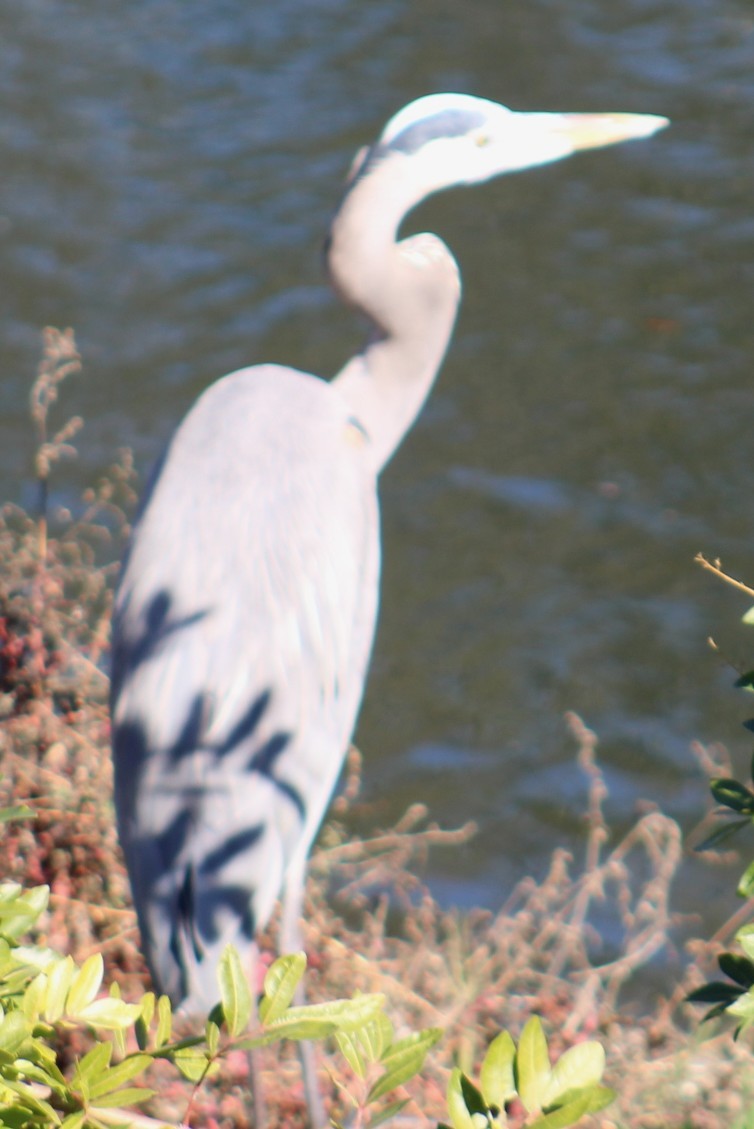 Koartza hauskara amerikarra - ML646646735