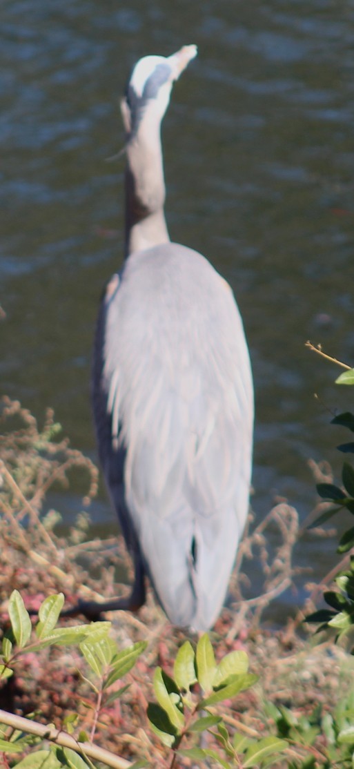 Koartza hauskara amerikarra - ML646646736