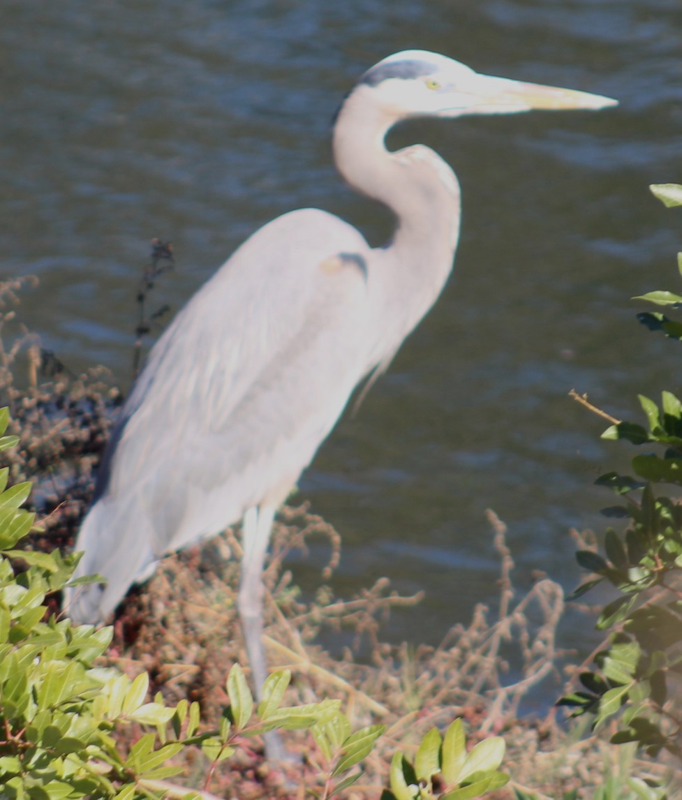 Koartza hauskara amerikarra - ML646646737