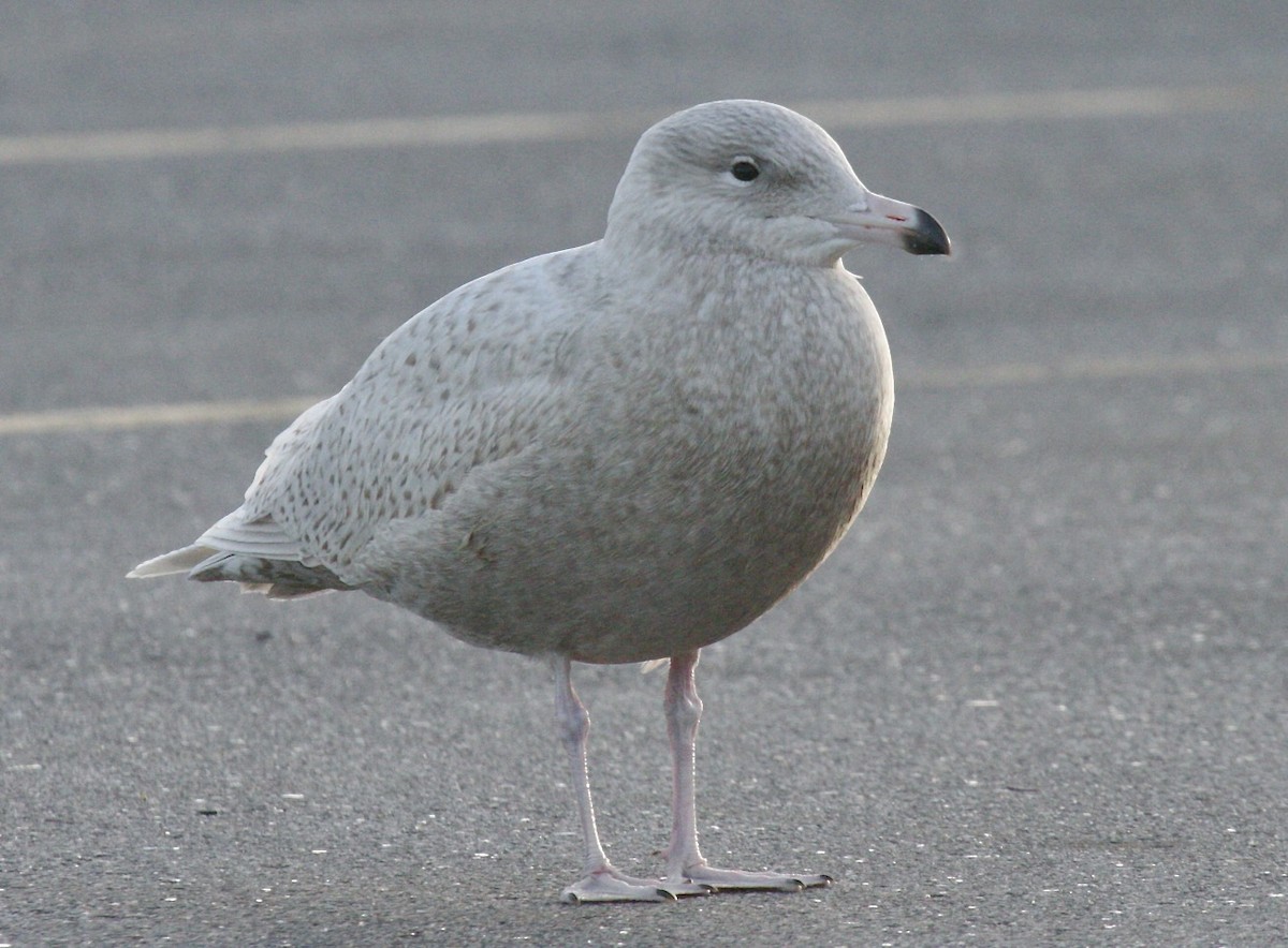 Glaucous Gull - ML646646738