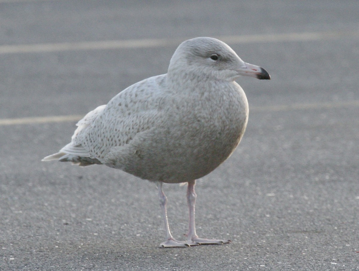 Glaucous Gull - ML646646739