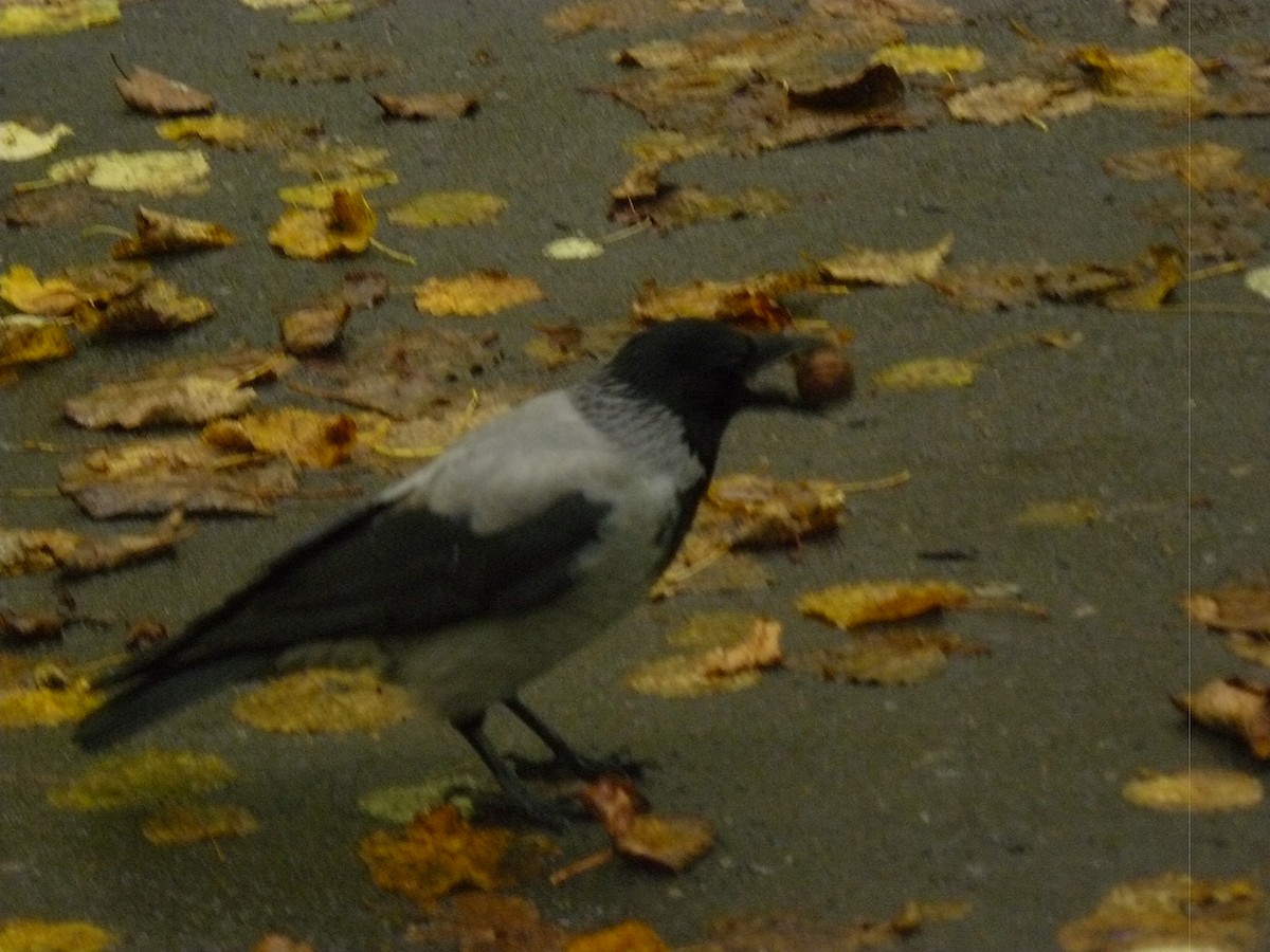 Hooded Crow - ML646646745