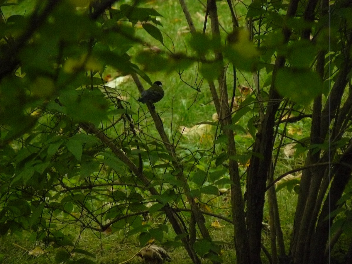Great Tit - ML646646746
