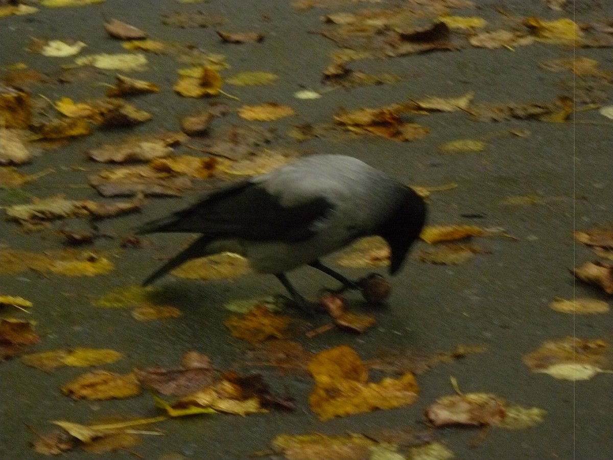 Hooded Crow - ML646646747