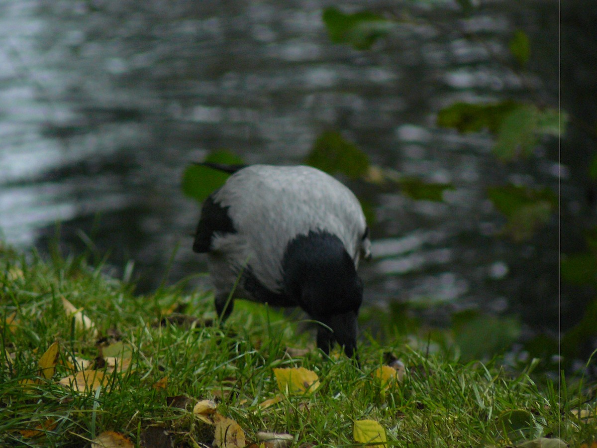 Hooded Crow - ML646646748