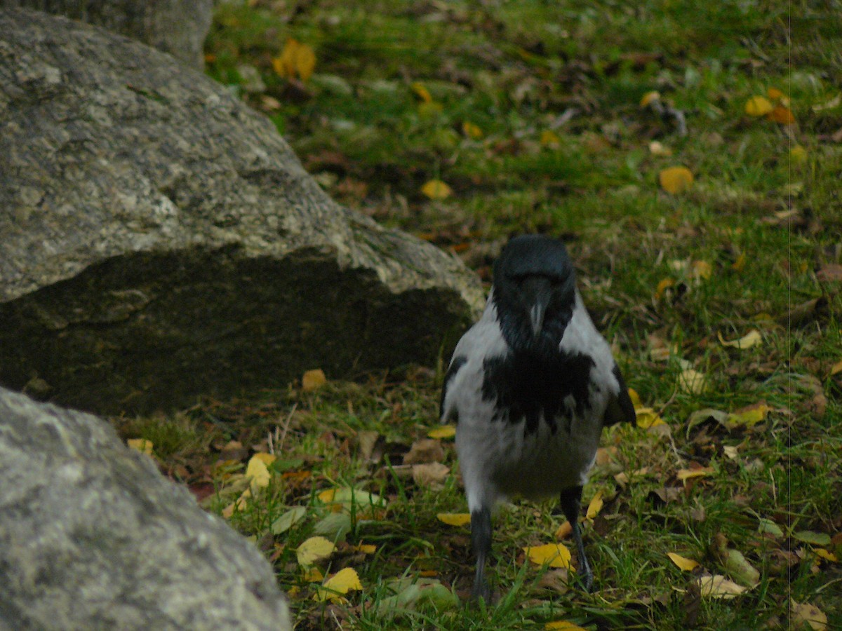 Hooded Crow - ML646646749