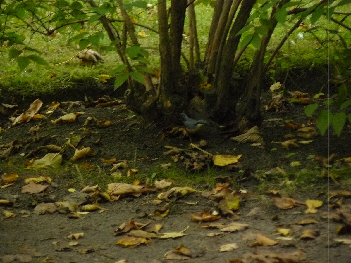 Повзик звичайний - ML646646750