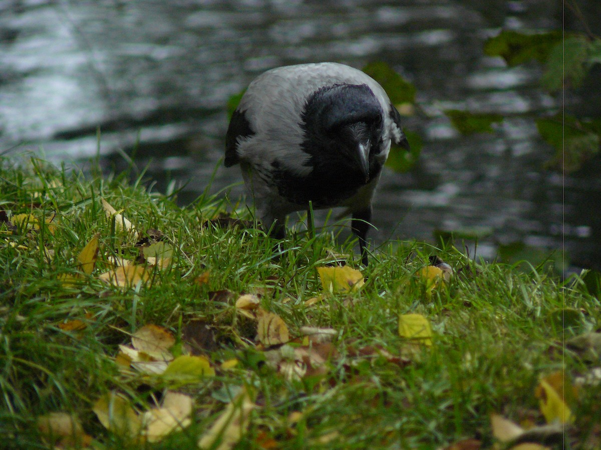 Hooded Crow - ML646646751