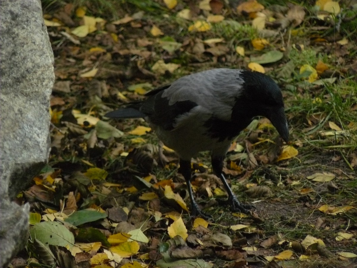 Hooded Crow - ML646646752