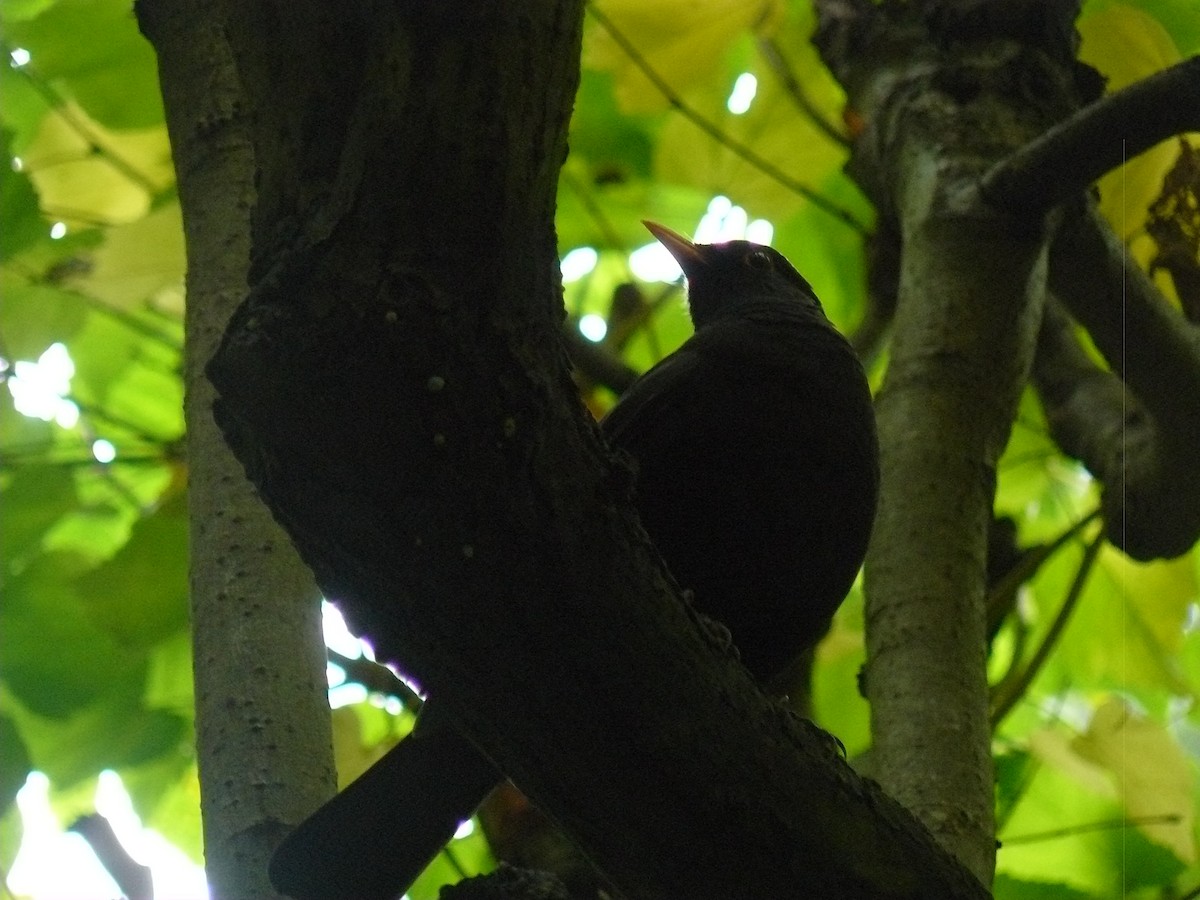 Eurasian Blackbird - ML646646753