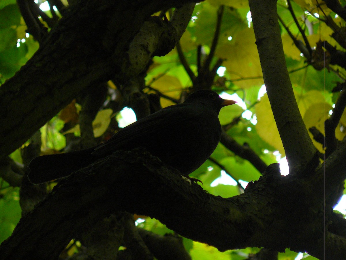 Eurasian Blackbird - ML646646754