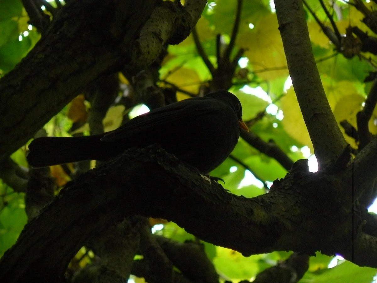 Eurasian Blackbird - ML646646755