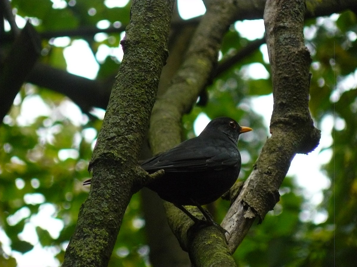 Eurasian Blackbird - ML646646756