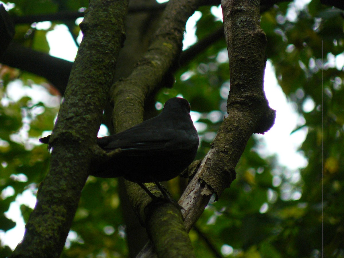 Eurasian Blackbird - ML646646757