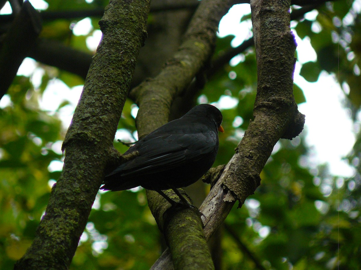 Eurasian Blackbird - ML646646758