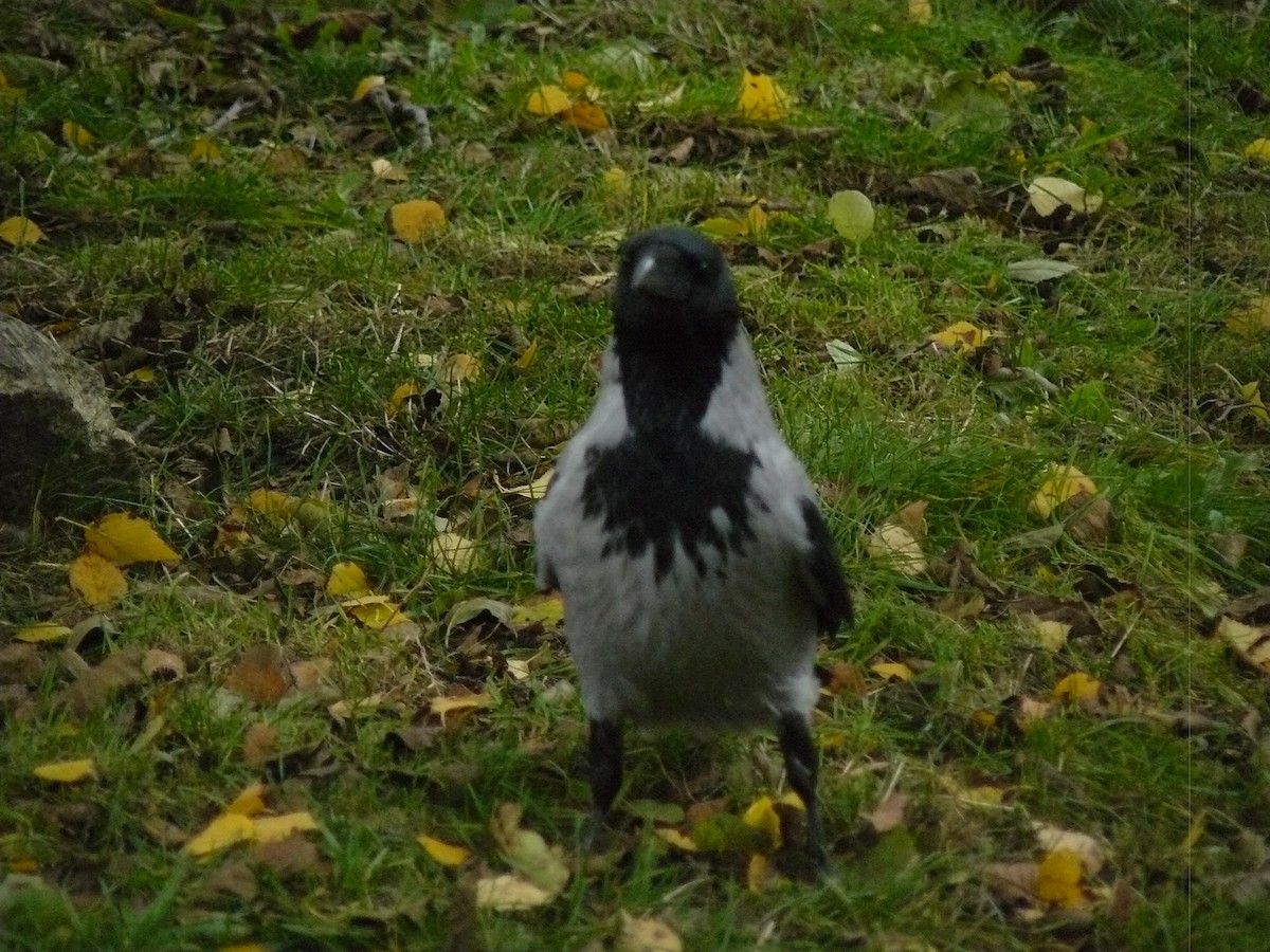 Hooded Crow - ML646646759