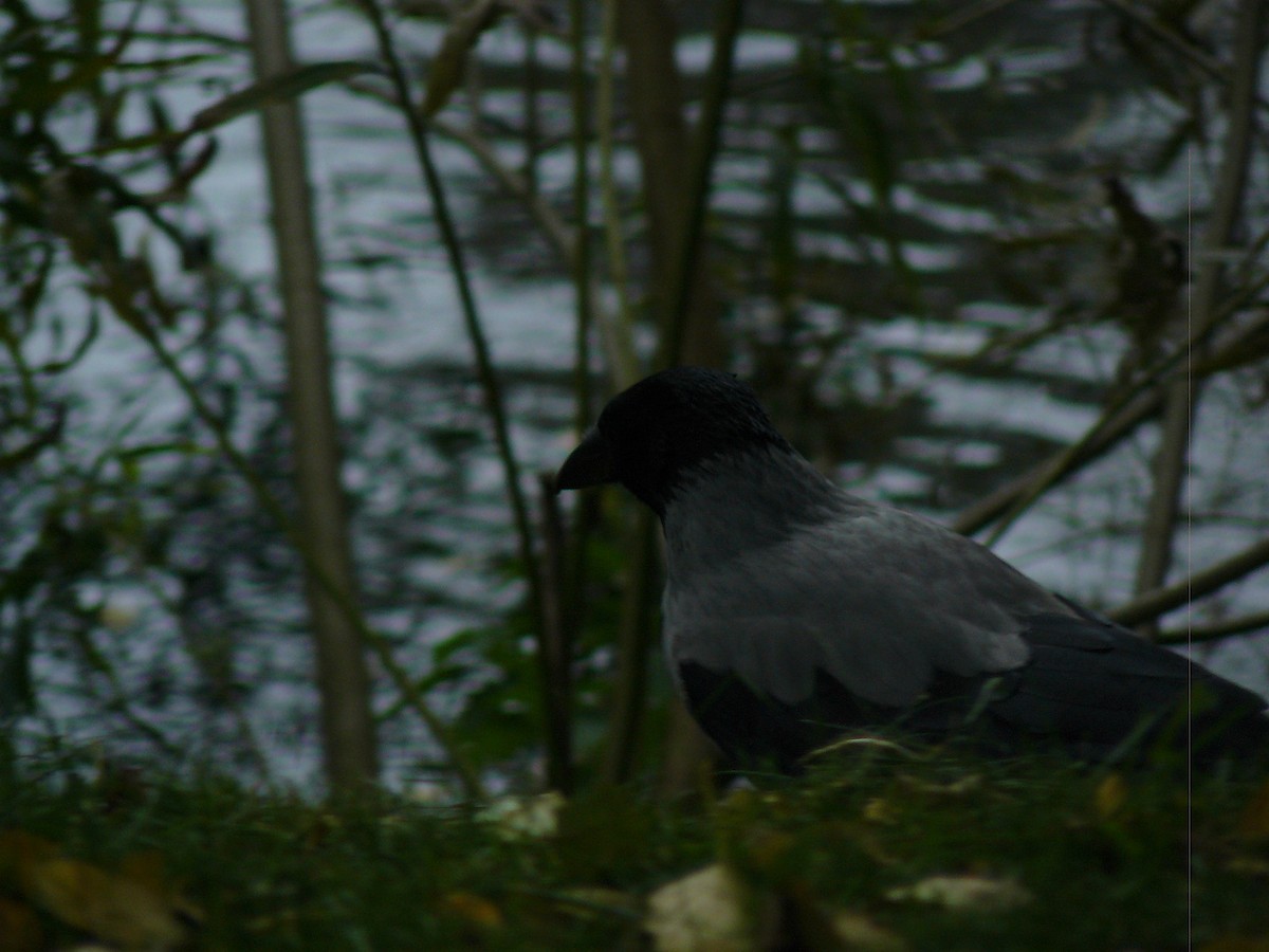 Hooded Crow - ML646646760
