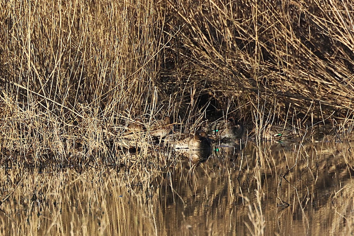 Green-winged Teal - ML646646761