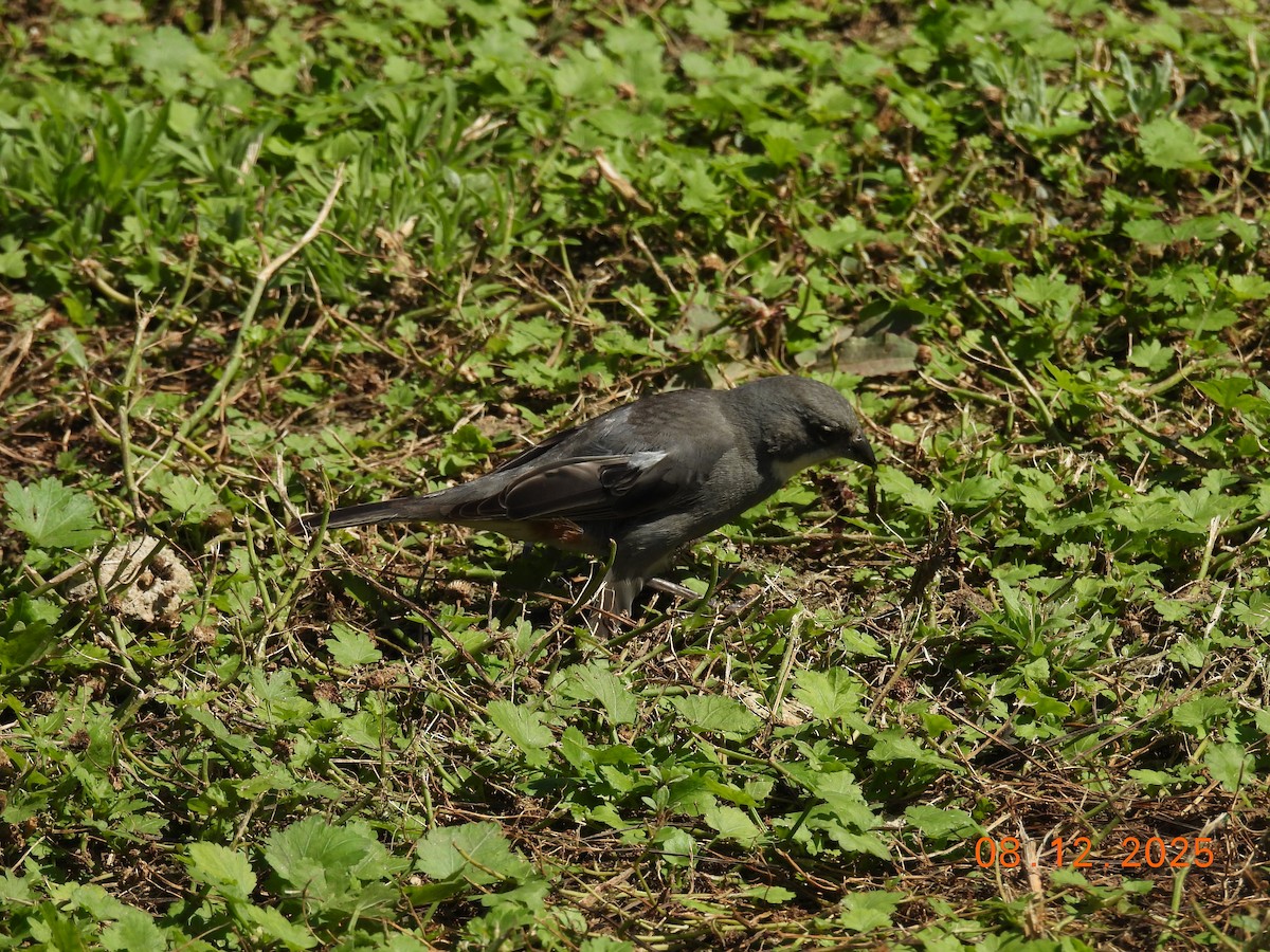 Diuca gris - ML646646762