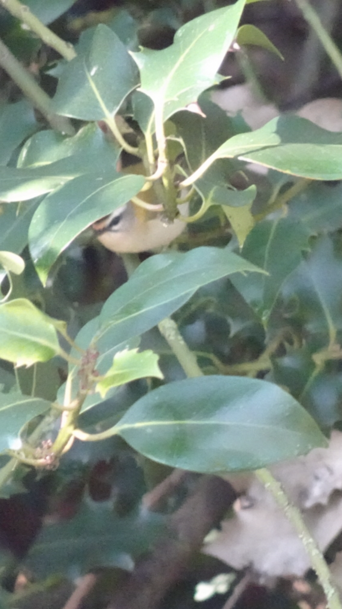 Common Firecrest - ML646646766