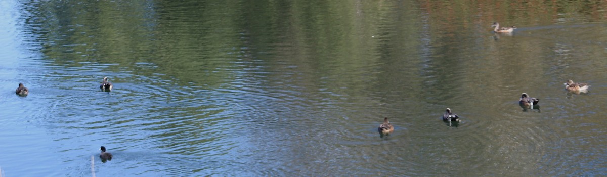 Ahate txistulari amerikarra - ML646646767