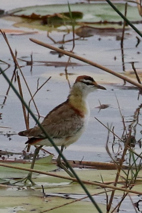 ostnák malý - ML646646768