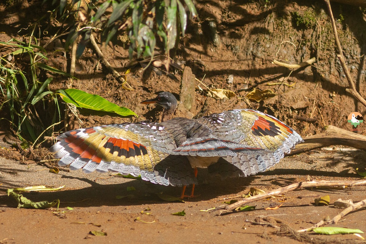 Sunbittern - ML646646769
