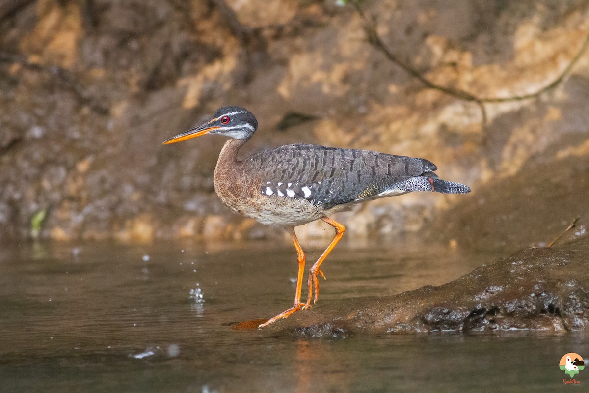 Sunbittern - ML646646770