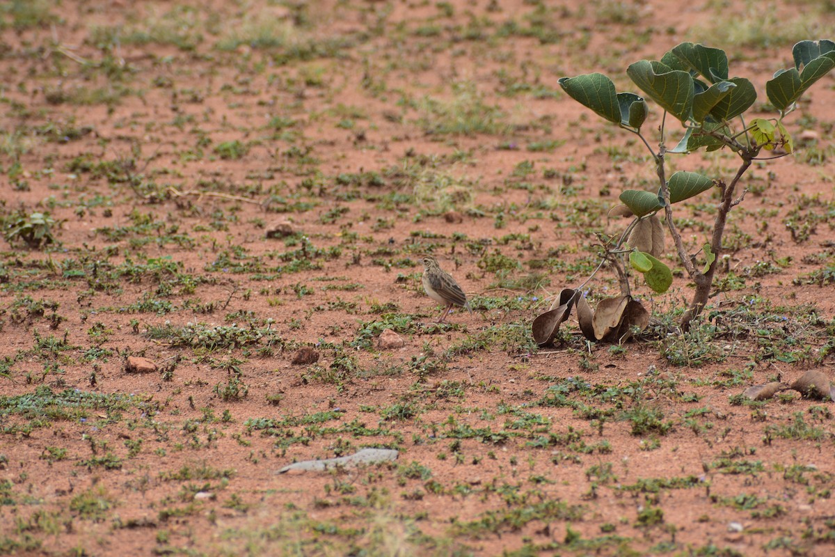 Alouette du Deccan - ML646646772