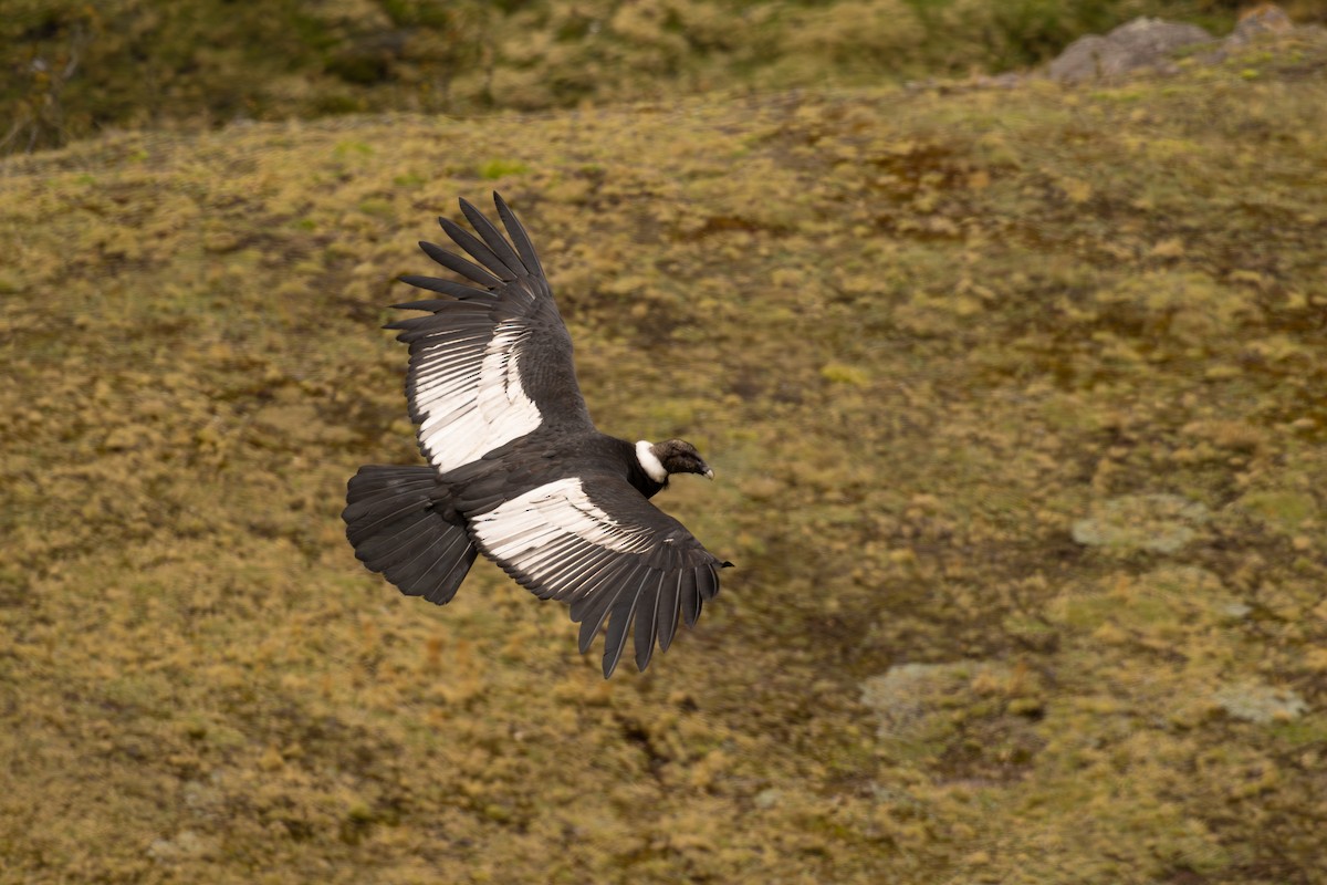 Andean Condor - ML646646773