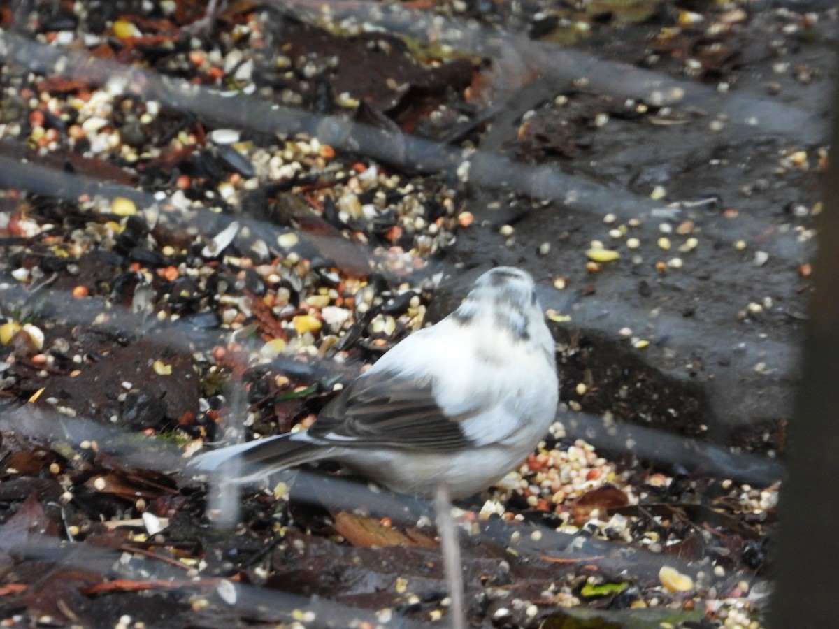 Dark-eyed Junco - ML646646776