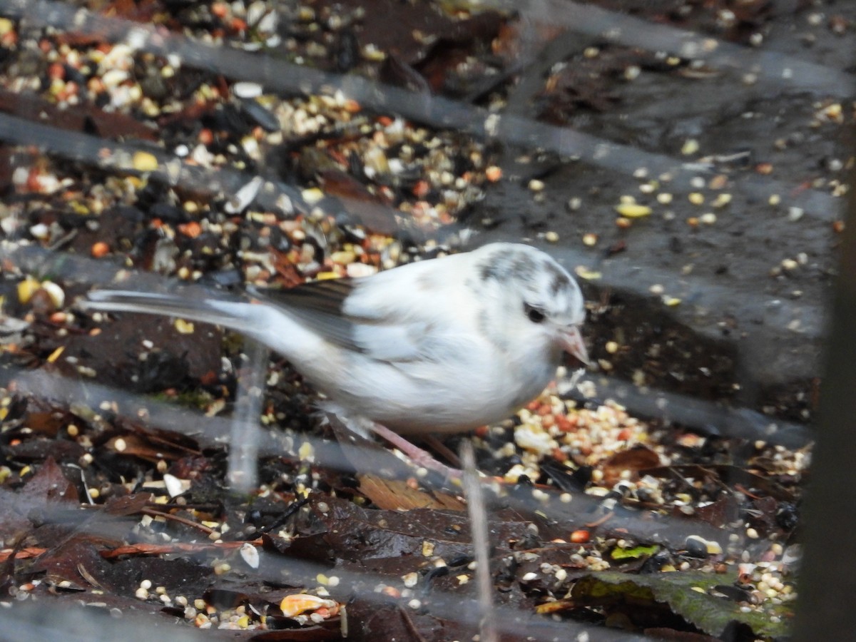 Dark-eyed Junco - ML646646777