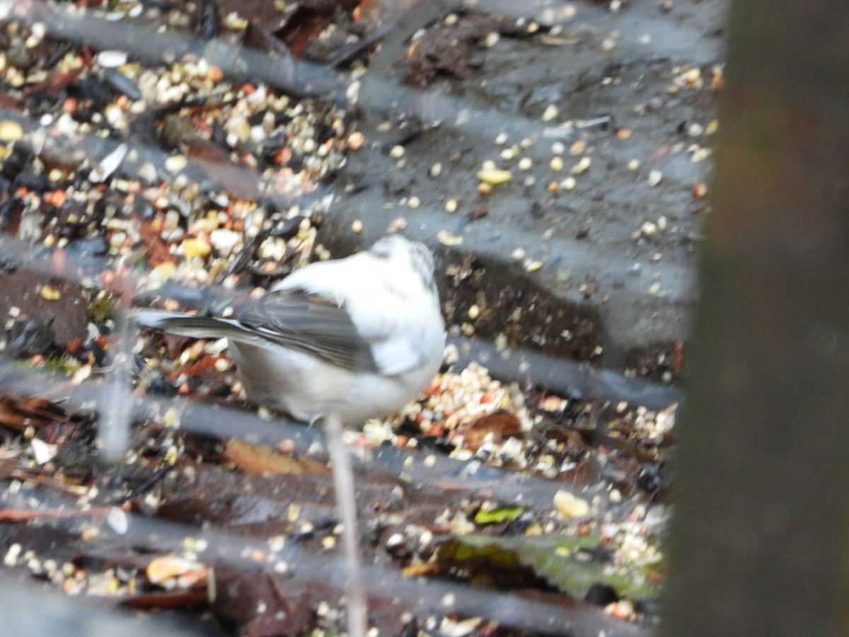 Dark-eyed Junco - ML646646778