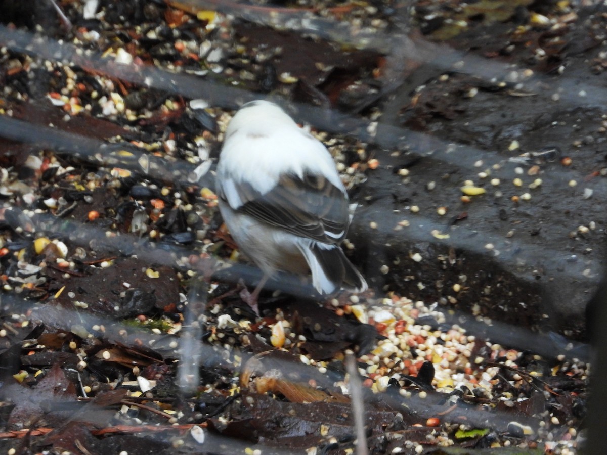 Dark-eyed Junco - ML646646779