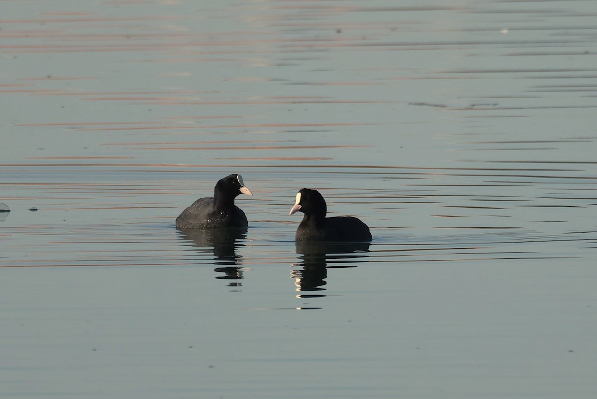 Eurasian Coot - ML646646782