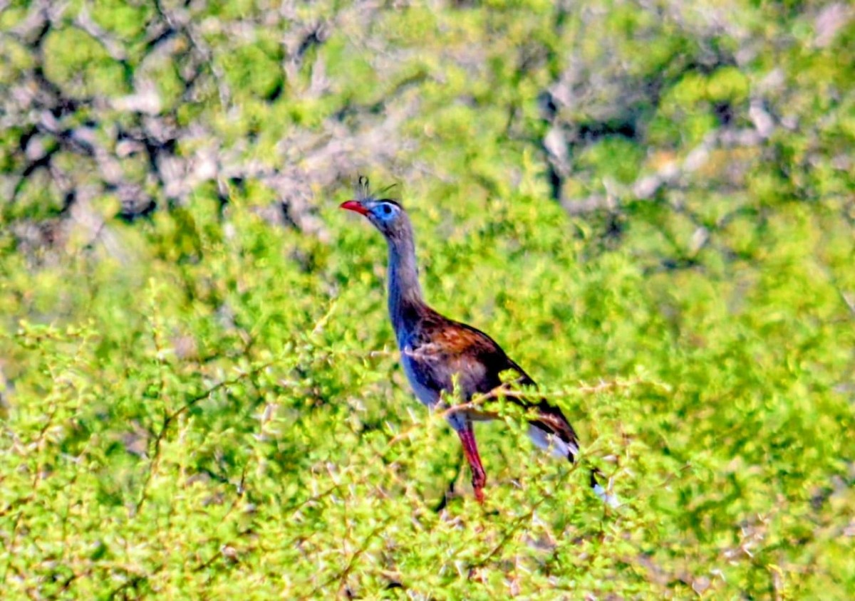 Red-legged Seriema - ML646646787