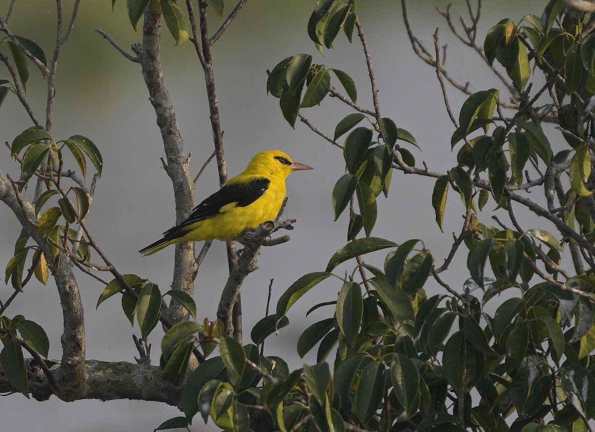 Вивільга індійська - ML646646788