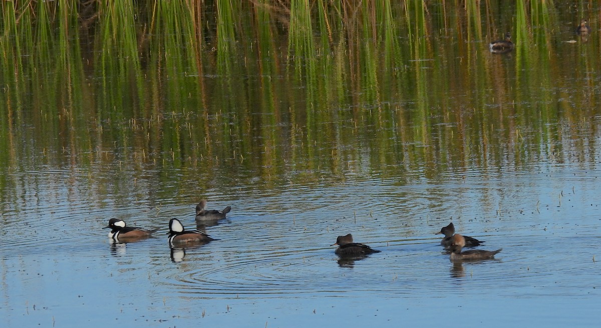 Hooded Merganser - ML646646789