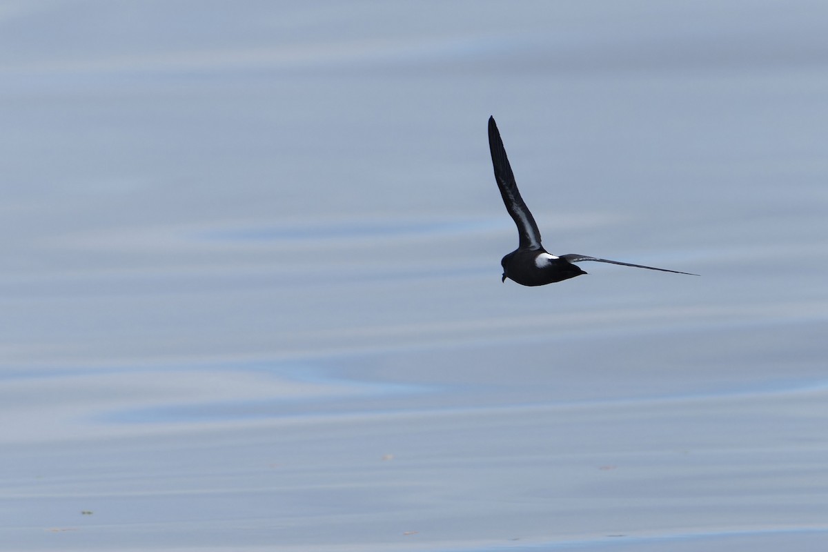 יסעורון קטן - ML646646790