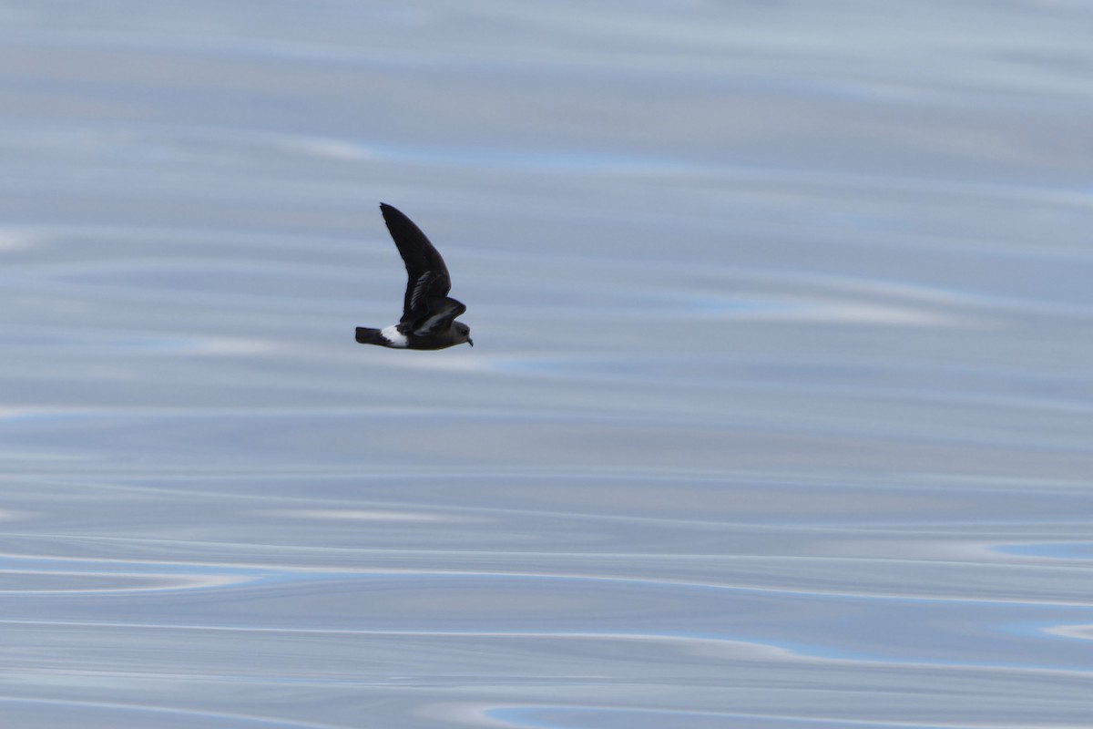 יסעורון קטן - ML646646791