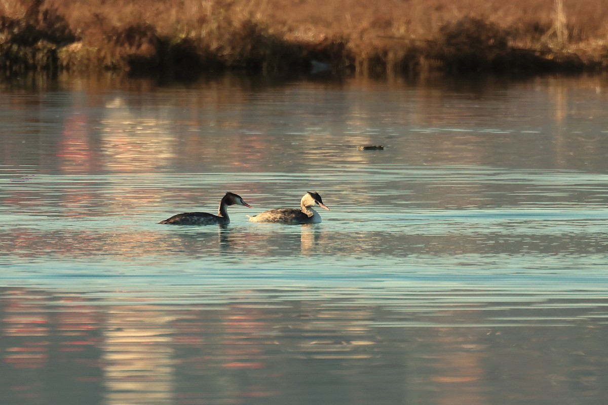 Great Crested Grebe - ML646646792