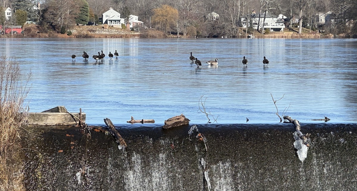 Kanada Kazı - ML646646796