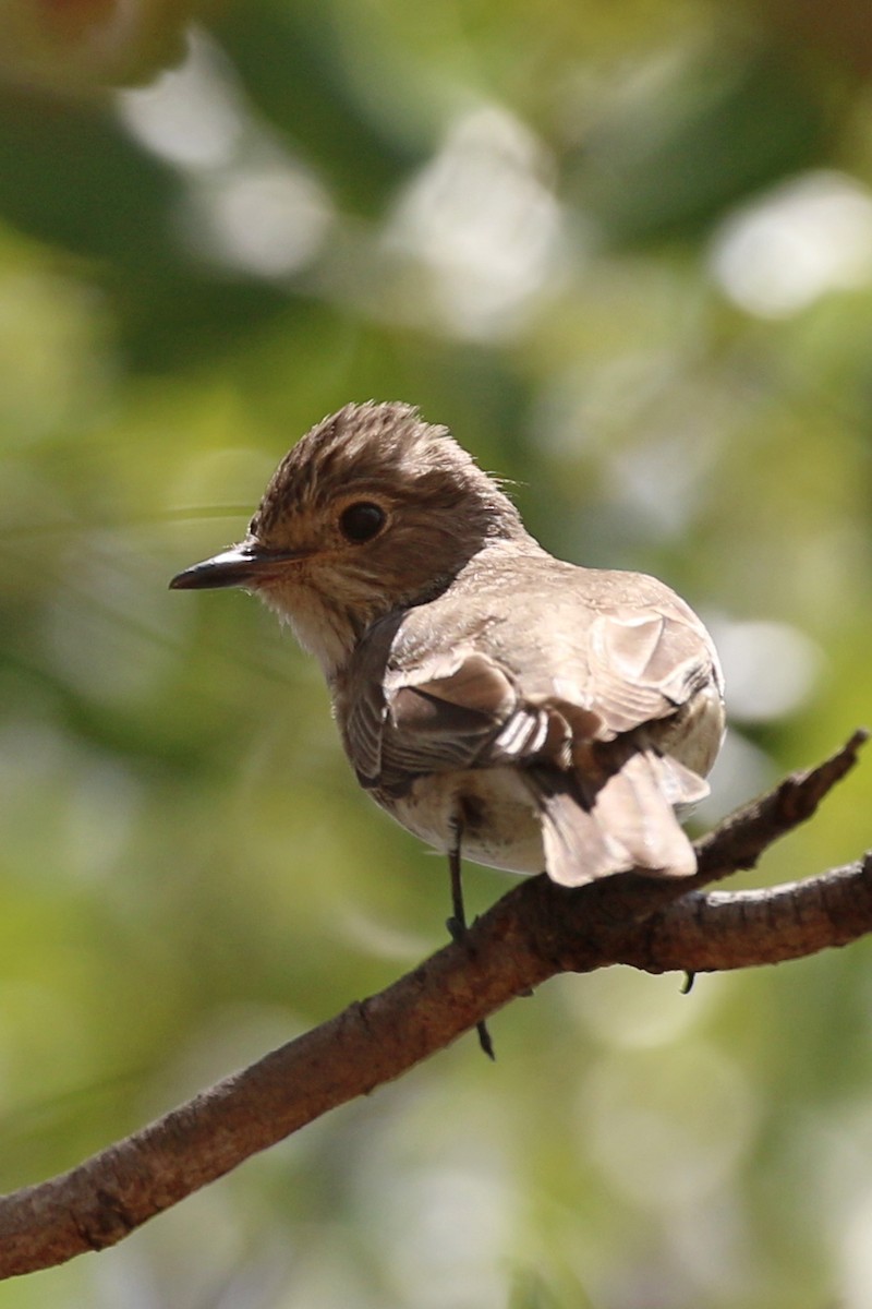 lejsek šedý - ML646646797