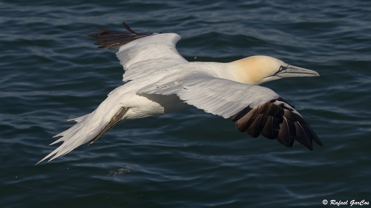 Alcatraz Atlántico - ML646646798