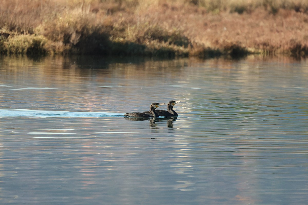 Great Cormorant - ML646646799
