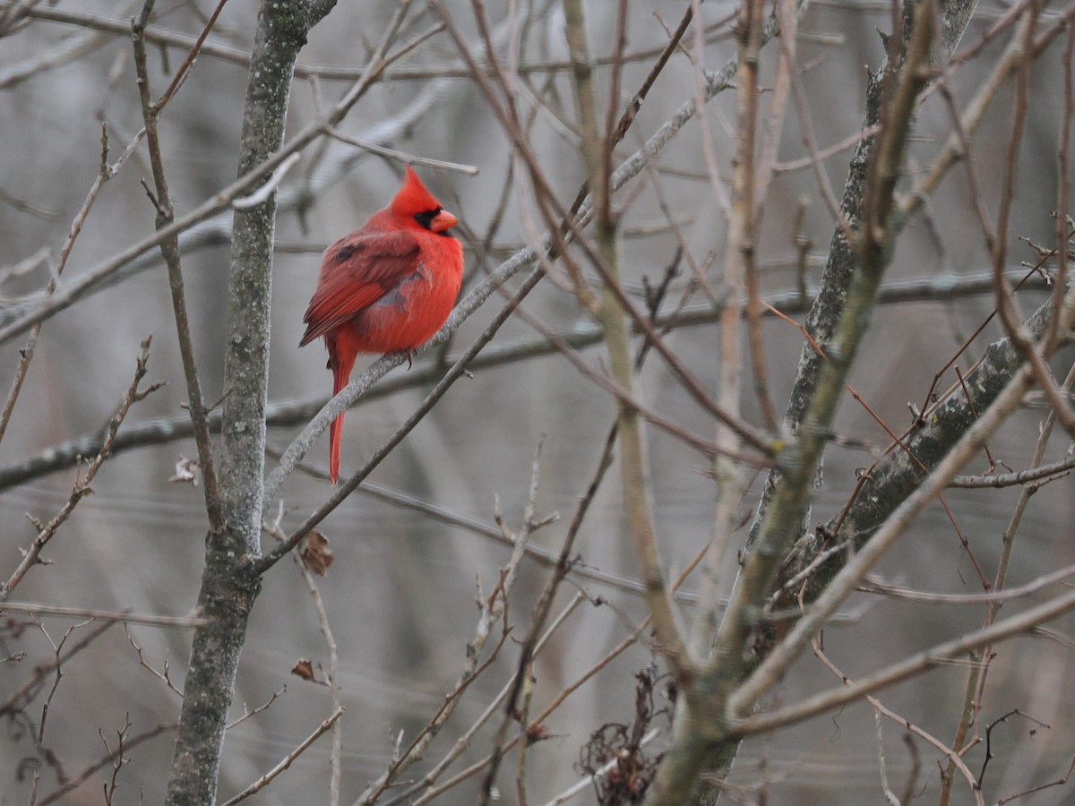 Northern Cardinal - ML646646801