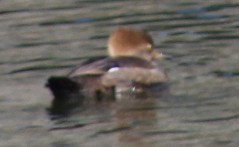 Zerra buruhandia - ML646646802