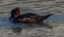 Zerra buruhandia - ML646646803