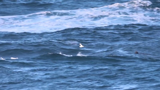 Gaviota Tridáctila - ML646646805