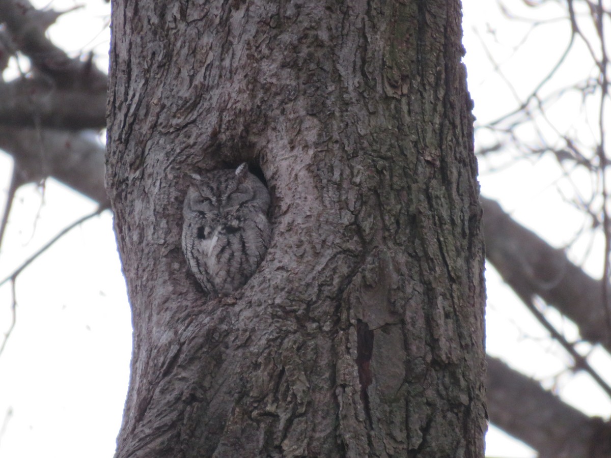 Eastern Screech-Owl - ML646646806